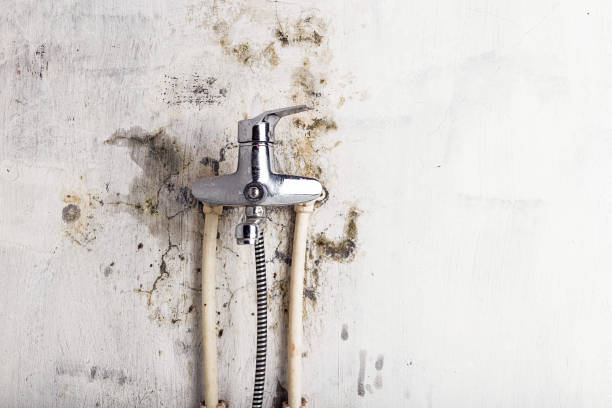 Best Residential Mold Removal  in Roanoke, TX