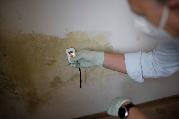 Home Mold Removal in Roanoke, TX